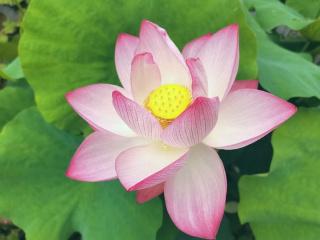 校园荷花竞绽放 绿化工人匠心护...